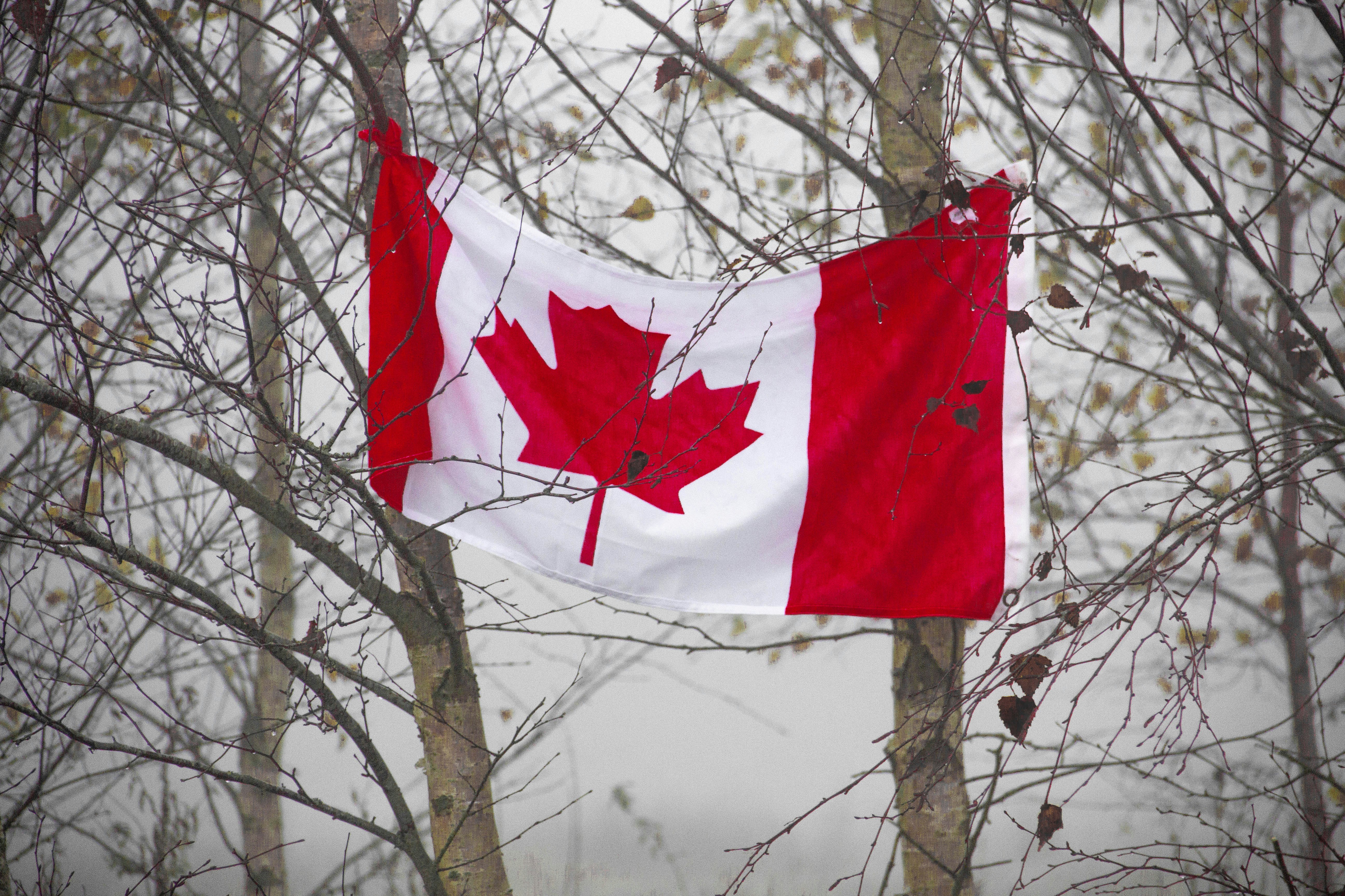 Canada flag on tree